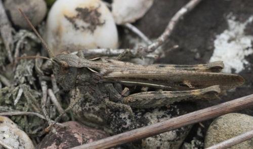 Chorthippus sp.